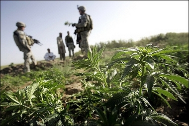 afghan-marijuana-field.jpg