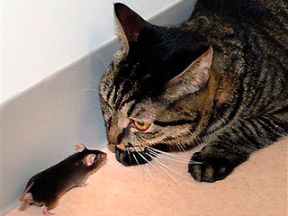 1_61_mouse_fearless_2.jpg
